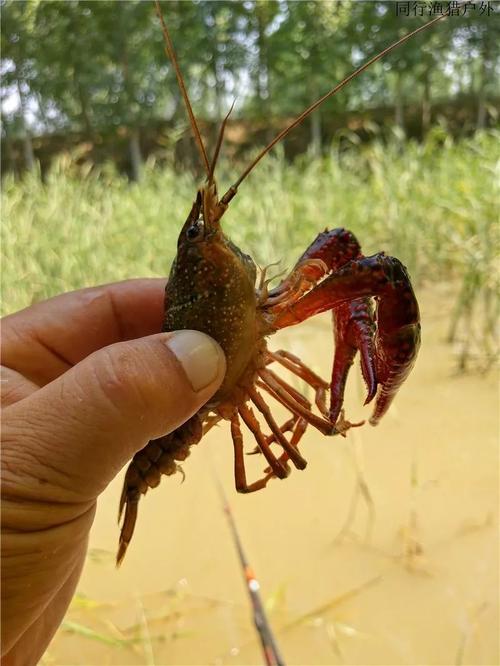 附近龙虾垂钓