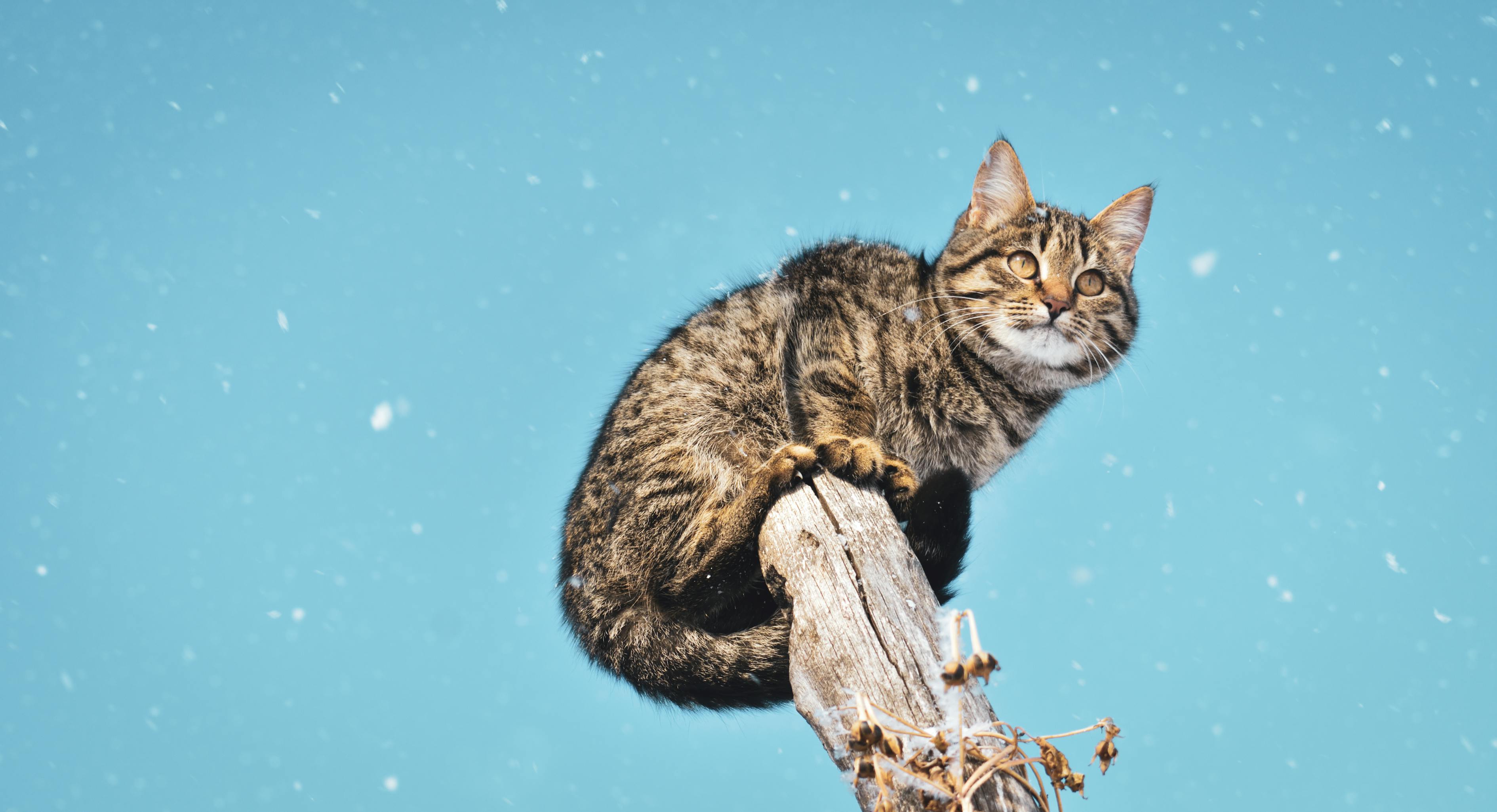 猫卡车里拆车救猫，一场生命救援的感人故事