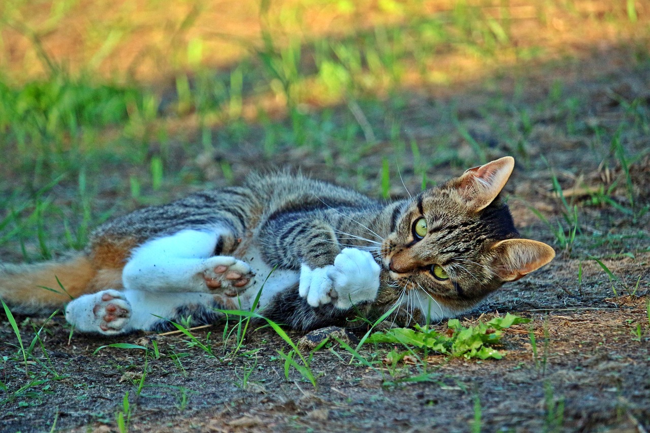 王欣瑜再现猫咪狩猎，本能与技巧的完美融合